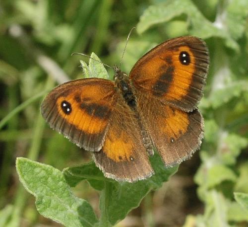 Réf. 214 482 : Pyronia tithonus